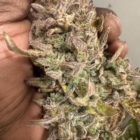 Sweet Seeds Auto’mix