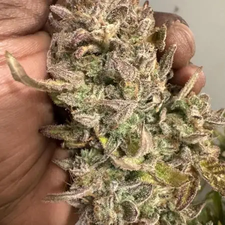 Sweet Seeds Auto’mix