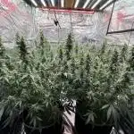 Purple Stardawg [UK/GB]
