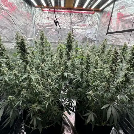 Purple Stardawg [UK/GB]