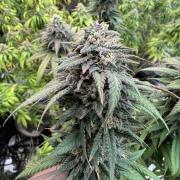 Banana Dance [Freedom of Seeds]