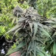 Banana Dance [Freedom of Seeds]