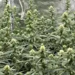 Purple Stardawg [UK/GB]