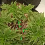 GG4 X zkittles From SeedSupreme