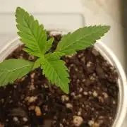 Game Over - Happy Valley Genetics