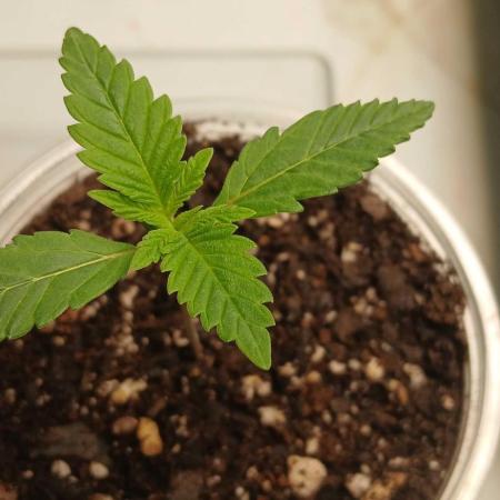 Game Over - Happy Valley Genetics