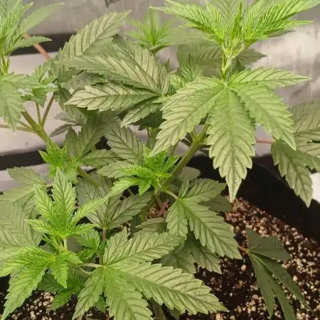 Godfather OG from SeedSupreme