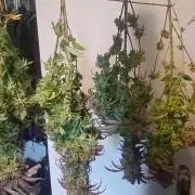Game Over - Happy Valley Genetics
