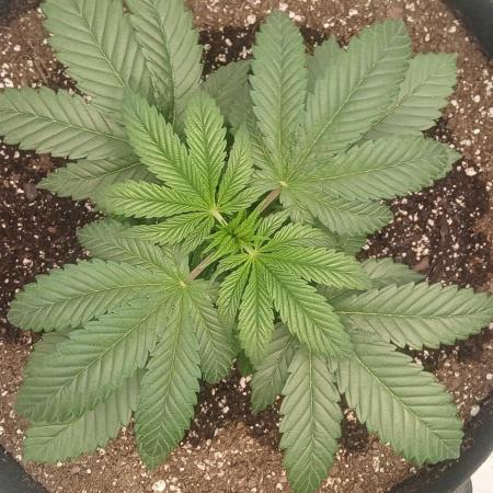 Game Over - Happy Valley Genetics