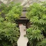 GG4 X zkittles From SeedSupreme
