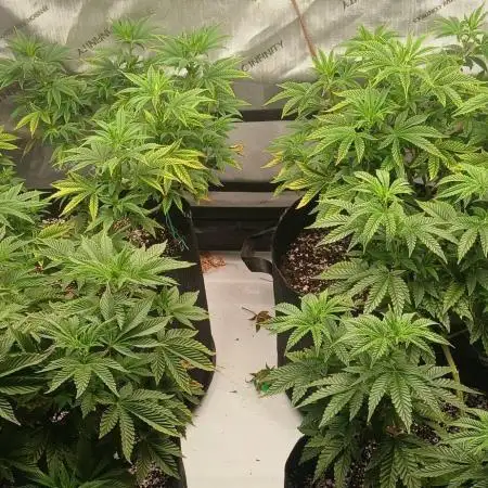 GG4 X zkittles From SeedSupreme