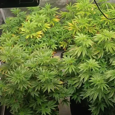 GG4 X zkittles From SeedSupreme