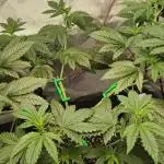 Godfather OG from SeedSupreme