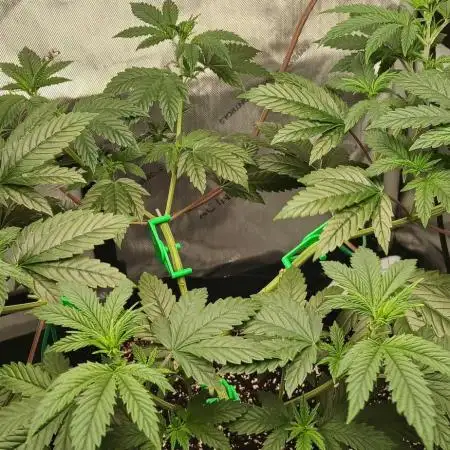 Godfather OG from SeedSupreme