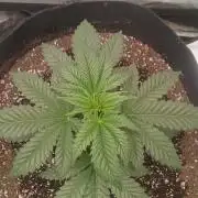 White Widow - Seed Supreme