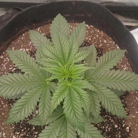 White Widow - Seed Supreme