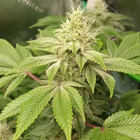 GG4 X zkittles From SeedSupreme