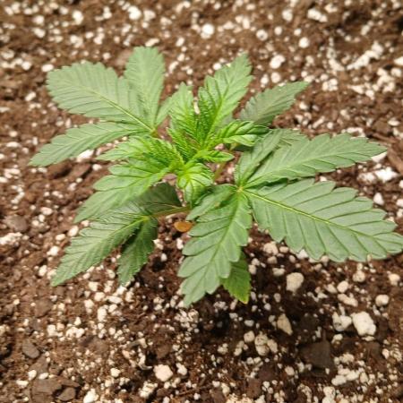 GG4 X zkittles From SeedSupreme