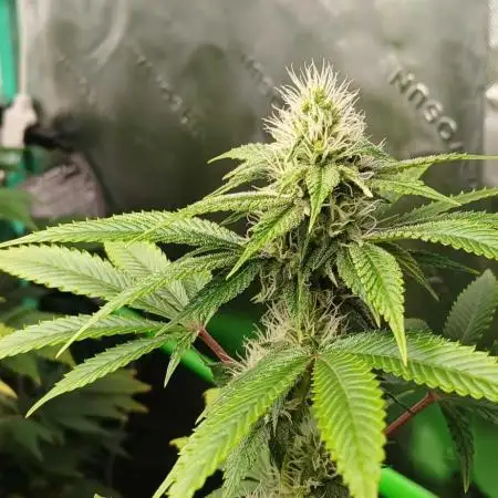 GG4 X zkittles From SeedSupreme