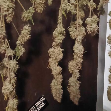 White Widow - Seed Supreme