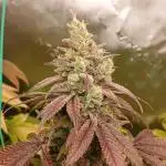 GG4 X zkittles From SeedSupreme
