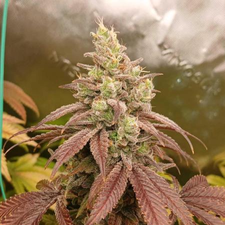 GG4 X zkittles From SeedSupreme