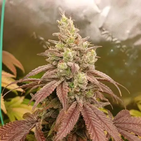 GG4 X zkittles From SeedSupreme