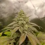 GG4 X zkittles From SeedSupreme