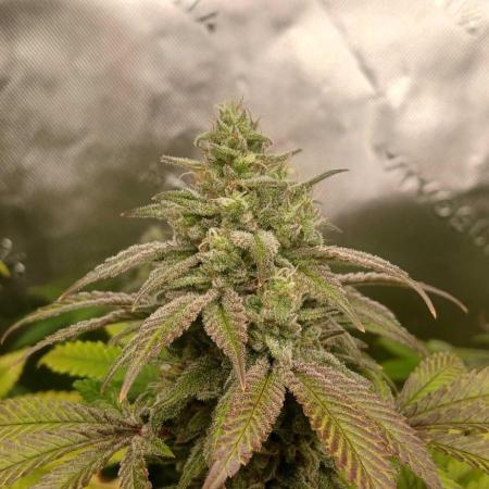 GG4 X zkittles From SeedSupreme