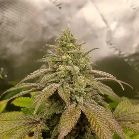 GG4 X zkittles From SeedSupreme