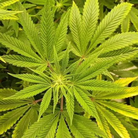 GG4 X zkittles From SeedSupreme