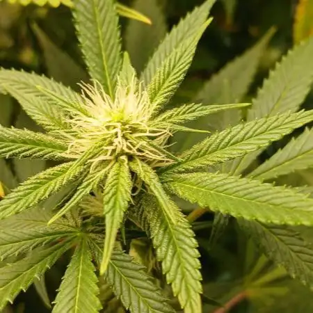 GG4 X zkittles From SeedSupreme