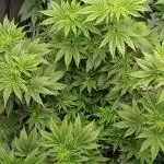 Godfather OG from SeedSupreme