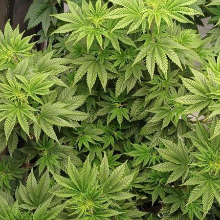 Godfather OG from SeedSupreme