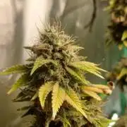 Godfather OG from SeedSupreme