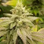 GG4 X zkittles From SeedSupreme