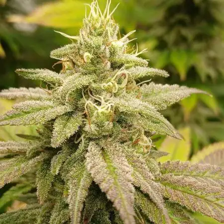 GG4 X zkittles From SeedSupreme