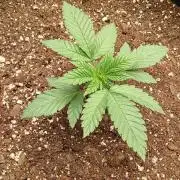 Game Over - Happy Valley Genetics