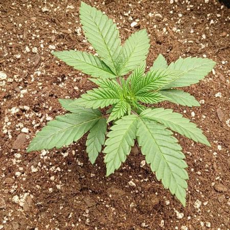 Game Over - Happy Valley Genetics