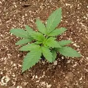 White Widow - Seed Supreme