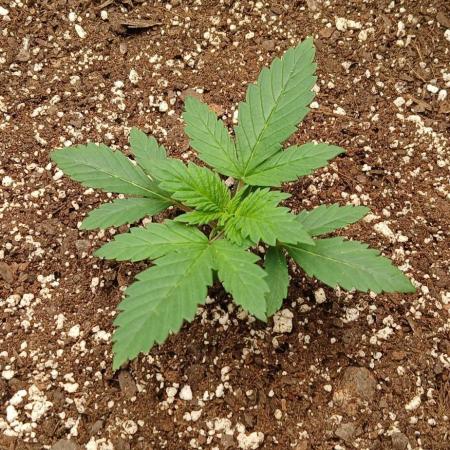 White Widow - Seed Supreme