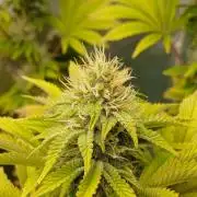 Godfather OG from SeedSupreme