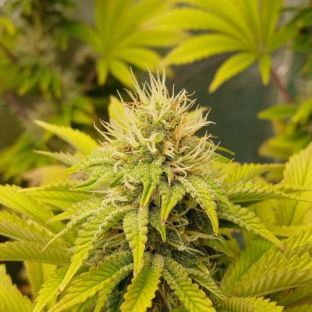 Godfather OG from SeedSupreme