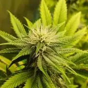 Godfather OG from SeedSupreme