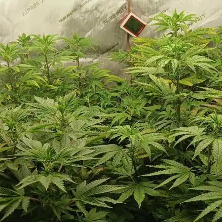 GG4 X zkittles From SeedSupreme