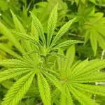 Godfather OG from SeedSupreme