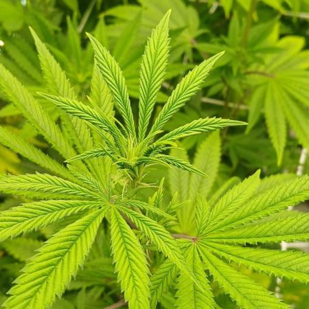 Godfather OG from SeedSupreme