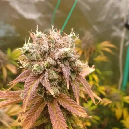 White Widow - Seed Supreme
