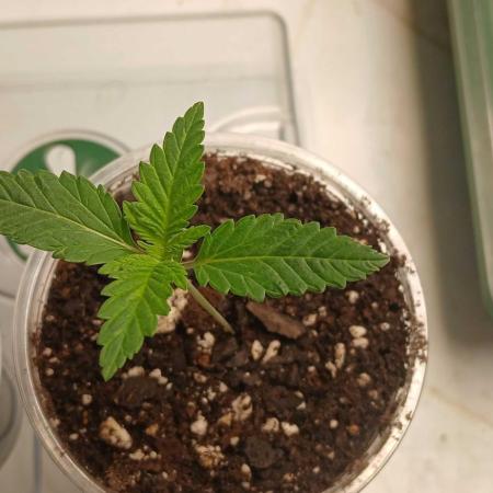 White Widow - Seed Supreme