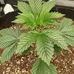 Godfather OG from SeedSupreme